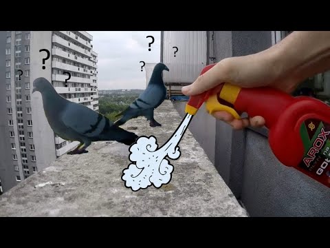 Wideo: Jak pozbyć się gołębi na balkonie: wskazówki