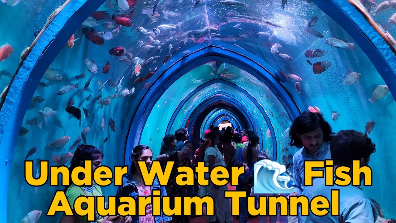 Under Water 💦 Tunnel Fish 🐟 Aquarium Visakhapatnam YouTube