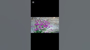 القرآن الكريم #اكسبلور #flowers