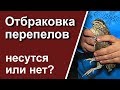 Перепела не несутся. Отбраковка перепелов.