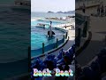 ララちゃんのバックビートでずぶ濡れ～🤣 #Shorts #鴨川シーワールド #鴨シー #kamogawaseaworld #killerwhale #orca #シャチ