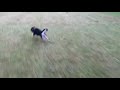 【豆柴】公園を駆け巡る柴犬【楽しすぎた】Shiba inu running in the park