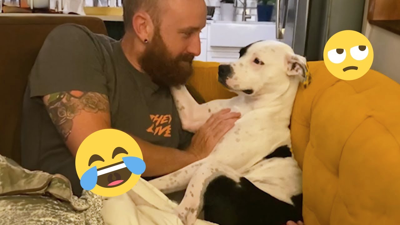 You Can’t Stop Laughing At These Dogs 🤣 FUNNIEST DOGS Video 2026 28