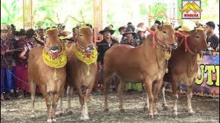 SAPI SONOK TAPENGSOR, KENCONO WUNGU DAN DEWI SHINTA