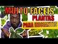 🔴TOP 5: PLANTAS PARA INICIANTES ( PARA AQUÁRIOS ) - PARTE 2 |Mr. Betta|