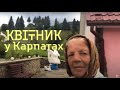 Квітник У Карпатах Бабуся й Онука Доять Корову І Співають Коломийку Село Самакова Буковина