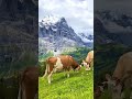 スイスには、息をのむような絶景スポットが点在しているのを知っていますか?🇨🇭✨#絶景 #海外旅行 #旅行 #観光 #スイス #絶景スポット #次の旅行先 #2025旅行 #gw #travel