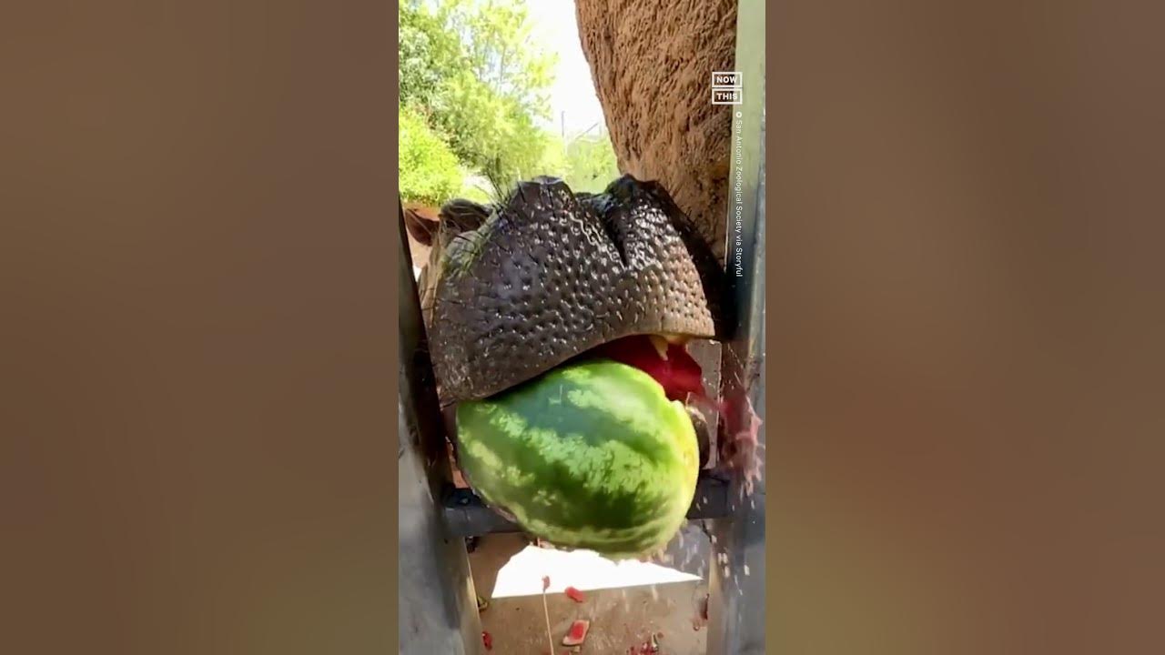 watermelon!  Hip Hip Hooray!