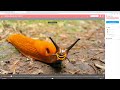 Creating a Talking Picture in Google Slides