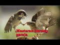 Suara Pikat Burung Gereja Langsung Datang Tanpa Nunggu Lama Mp3 - Mp4 Download