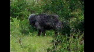The  Kentucky Hellhound Caught on Camera