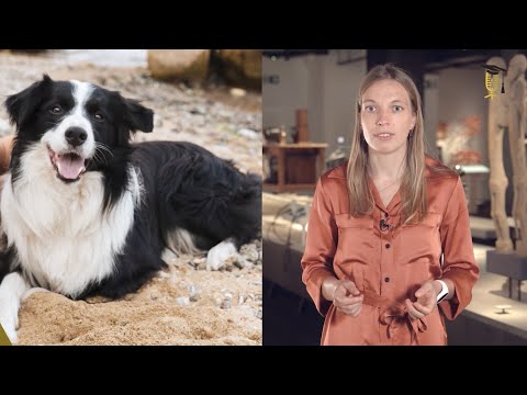 Video: Alternatieve hond medicatie voor epileptische aanvallen