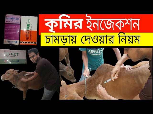 Tomirlari bolgan kokraklar Yosh qizlar bilan porno jinsiy aloqa