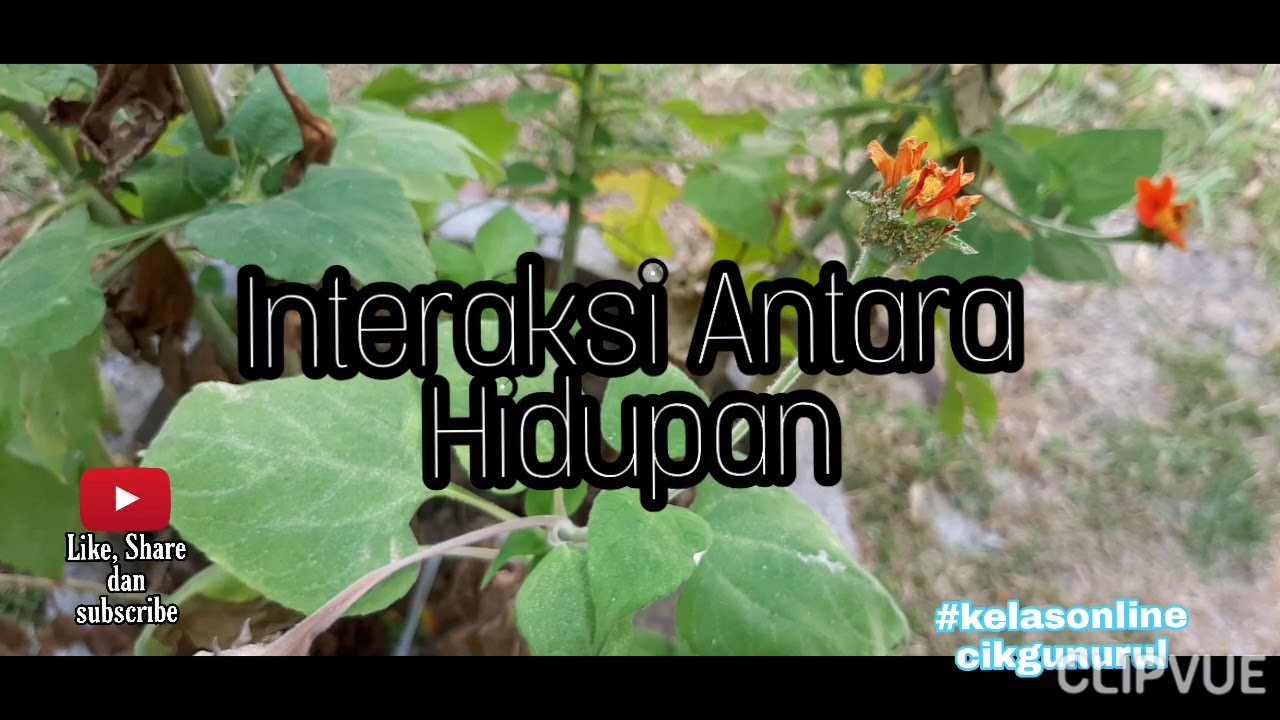 Interaksi antara Haiwan Sains Tahun 6 Intraspesies Interaksi antara Haiwan Sains Tahun 6 Intraspesies