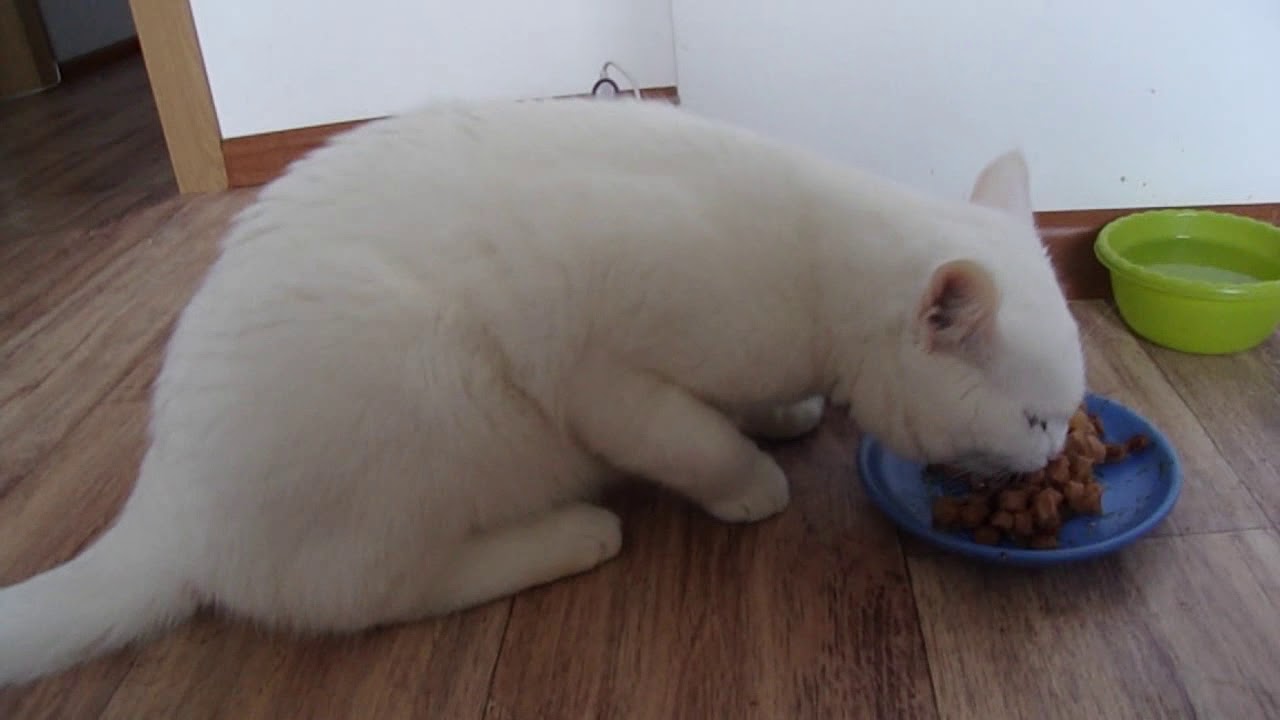 camera iphone 8 plus apk ПЕРЕЕЗД В КРАСНОДАР. Люсик выздоравливает! Ветеринарные клиники в Яблоновском. Адыгея. #108.