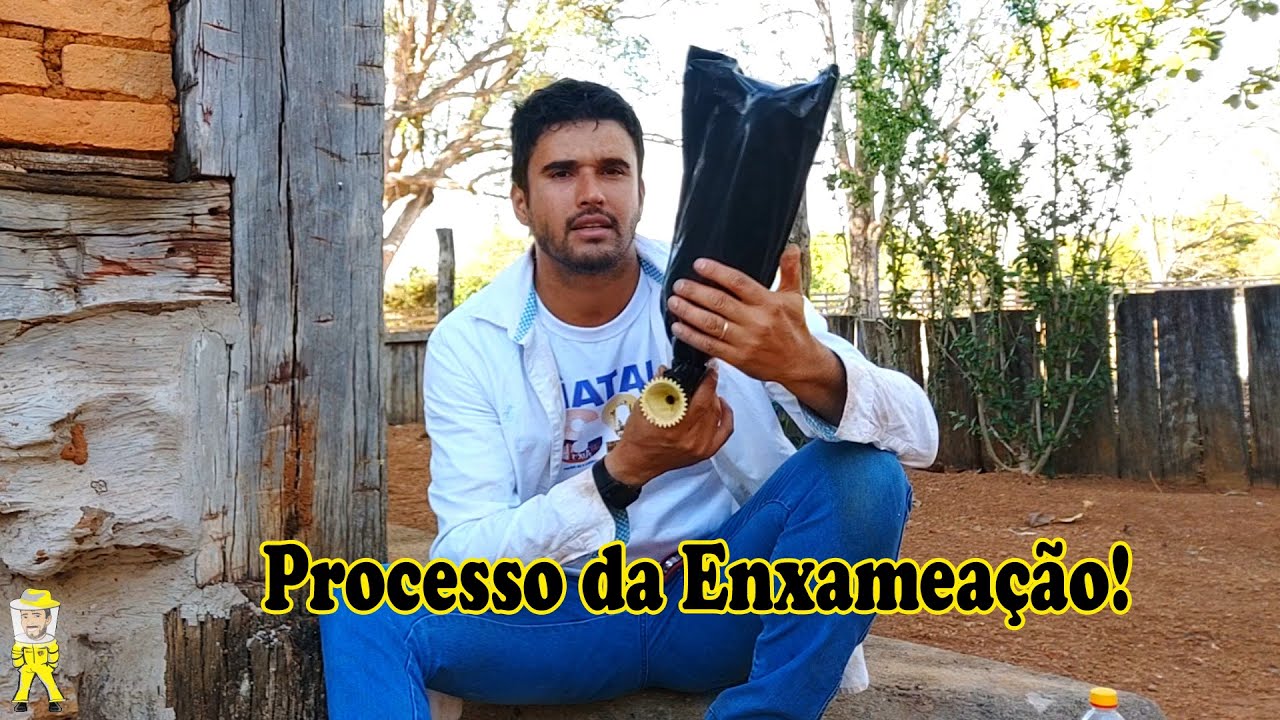 ENTENDA O PROCESSO DE ENXAMEAÇÃO DAS JATAÍ | CRIANDO ABELHAS!