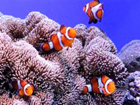 小動物たちニモ共生のドラマが おたる水族館 12 02 27 北海道新聞 Youtube