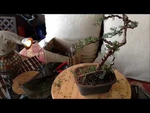 SoloBonsaiRoma.it - Come trasformare una pianta in bonsai