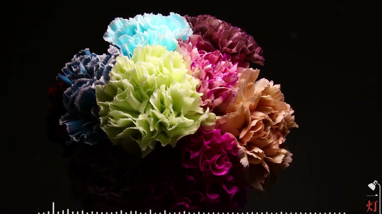 一灯花 - 彩り重なるカーネーション｜Carnation Masquerade
