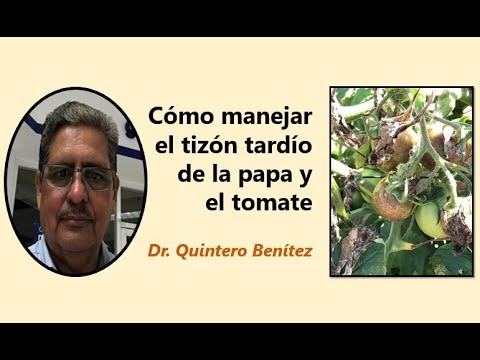 Video: Phytophthora En Tomates. Medios De Lidiar Con Eso