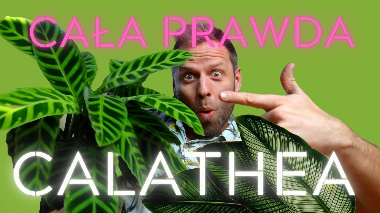 Uprawa CALATHEA 🌿czy GOEPPERTIA, jaka naprawdę jest?
