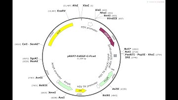 How to do a simple restriction enzyme cloning in SnapGene