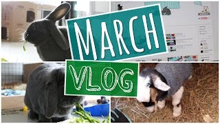 Baby Goat! - MARCH VLOG