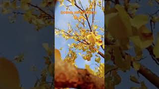 Осень Наступила🍁