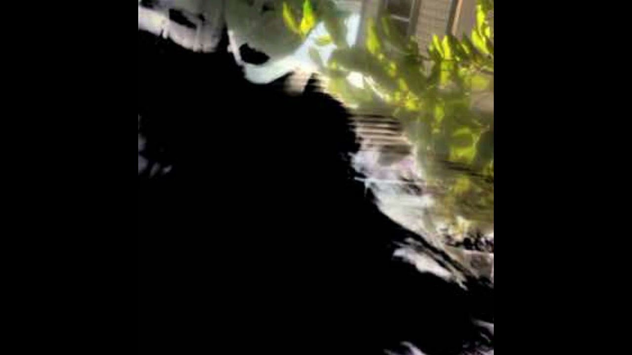 Graveyard Fog (With Jenny) - Official Audio