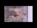 Clearly Classic Window Bird Feeder Duncraft.com Clearly Classic Window Bird Feeder Duncraft.com