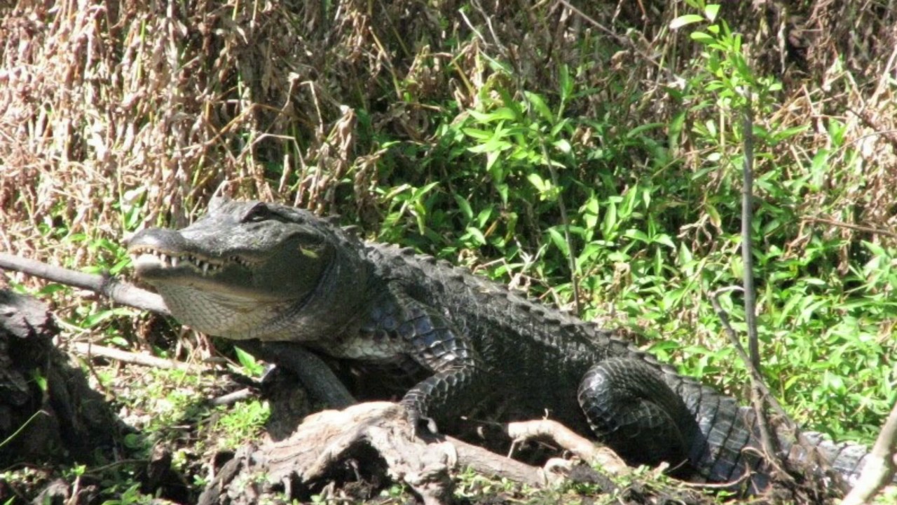 Alligator Cove Airboat Tours at Camp Mack's River Resort Best Airboat