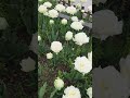 Tulips Are Blooming! 🌷 Spring in Japan #shortsfeed #japanlife #japan