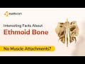 Ethmoid bone interesting facts  human anatomy student lecture  sqadiacom