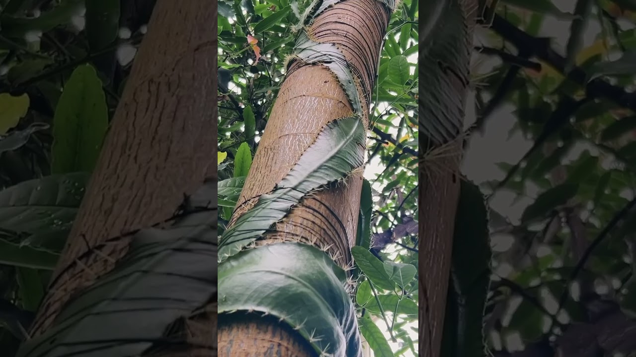 Cambridge Botanical Garden shot with iPhone 14, Graded in DaVinci Resolve