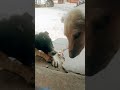 sad video 😔###😔🐶🐶😢📷📸