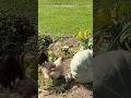 #shorts Мастер-класс на природе #брама #цыплята