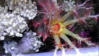 Rare HD Close up Pink Sea Cucumber feeding eating plankton