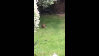FOX CUB LEARNS TO POUNCE