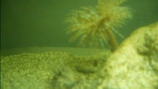 Basic Feather Duster Worm Care