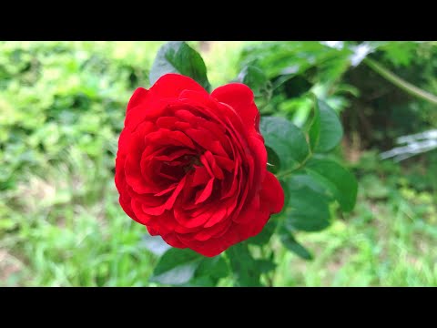 วีดีโอ: Polyanthus rose: รูปถ่าย, ปลูกจากเมล็ดที่บ้าน, รีวิว
