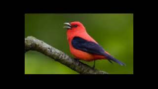 Sweet bird ringtone screenshot 3