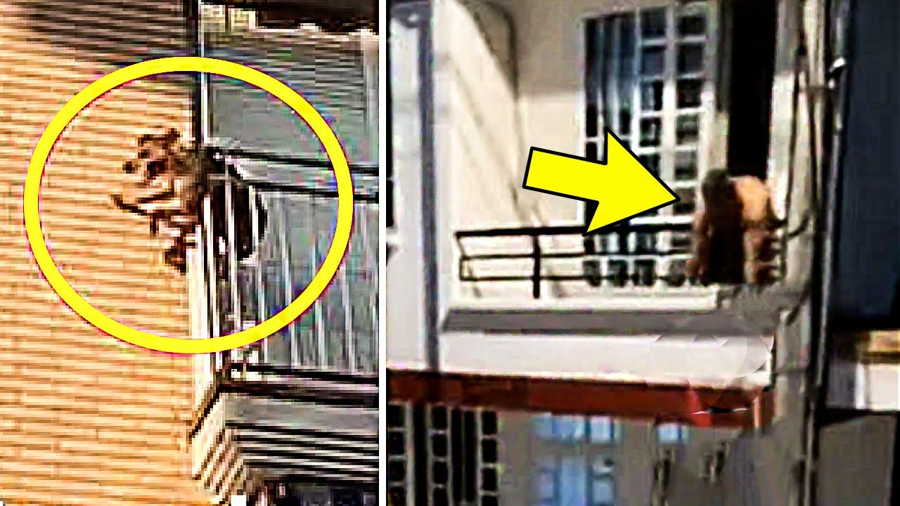 Locals Spot Dog Stuck On Balcony, Tries To Escape Abusive Owner YouTube