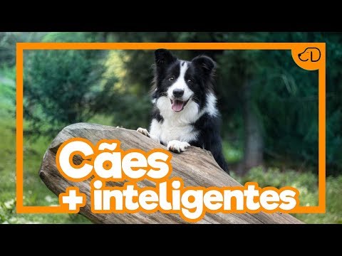 Vídeo: 5 Curiosidades Sobre O Cachorro Mais Inteligente Do Mundo