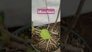 hibiscus @jvbons bonsai reels ytshorts bonsaiphilippines bonsaitree shortvideo