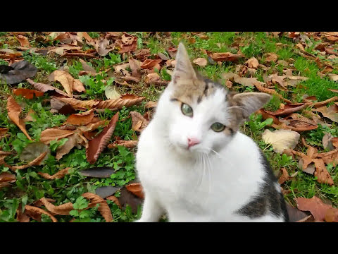 en güzel esneyen kedi