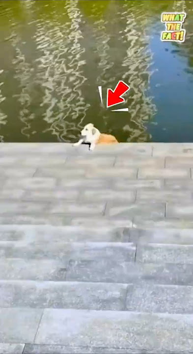 “Belajar dari kesalahan.” #hewanlucu #shorts #videolucu