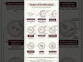 Stages of Fertilization | From Sperm Entry to Zygote Formation