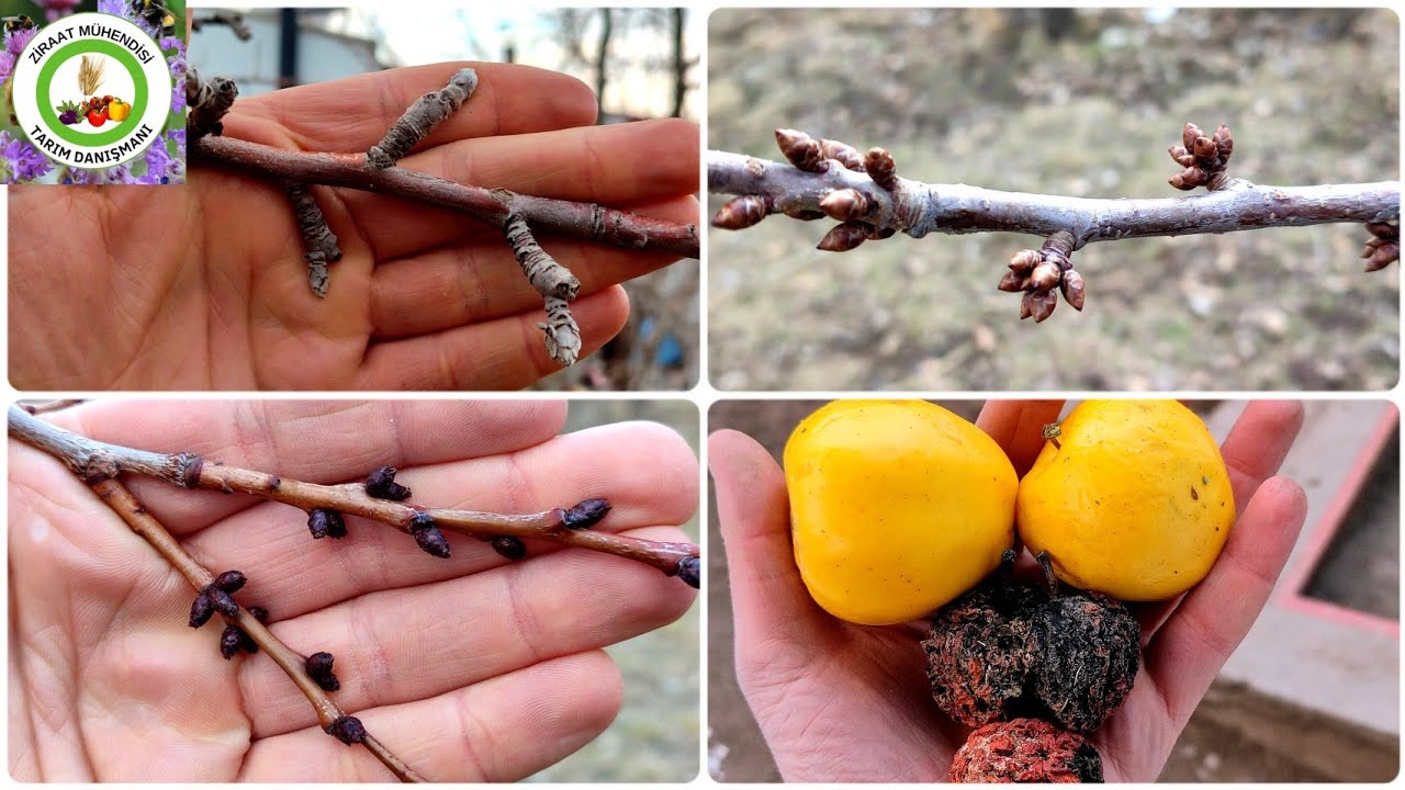 Ağaçlar Neden Meyve Vermez🌳Ağaçlarda Bunlara Dikkat Edersiniz Her Yıl Tonlarca Meyve Alacaksınız 🍒🍎🍑