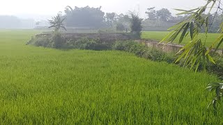 Live Di Selokan beton Terpanjang Di Suasana Desa - Pemandangan Sawah