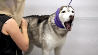 Step aside Fredo, there's a new dramatic Husky in town.